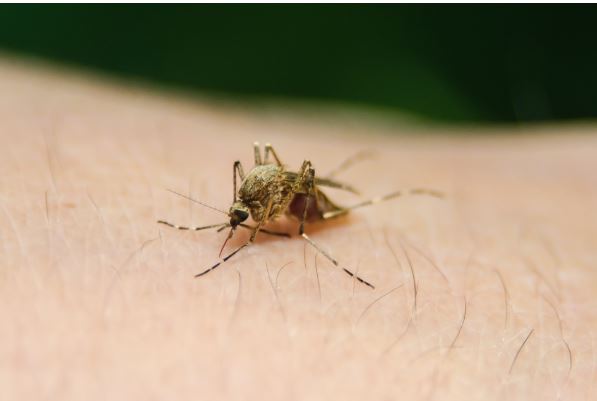 蚊子,蟲害防治,科學