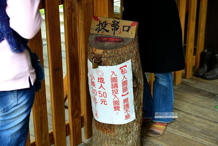 花蓮,拍照打卡,落羽松