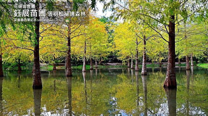 花蓮,拍照打卡,落羽松